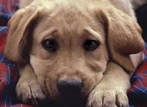 Να βρούμε άμεσα λύσεις για την προστασία των -αδέσποτων και μη- ζώων