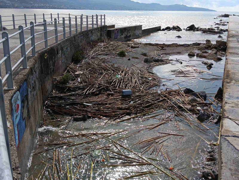 Καλάμια και φερτά υλικά στην ακτή