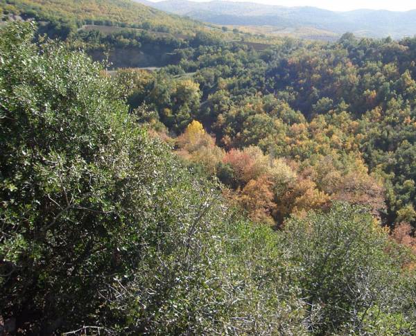 Κατά της ανάρτησης των δασικών χαρτών ο Αγροτοκτηνοτροφικός Σύλλογος Μεσσήνης