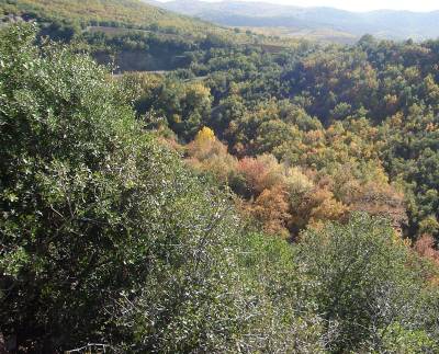 Κατά της ανάρτησης των δασικών χαρτών ο Αγροτοκτηνοτροφικός Σύλλογος Μεσσήνης