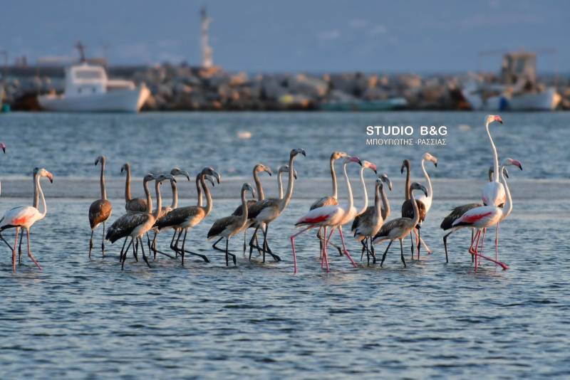 Το Ναύπλιο γέμισε με φλαμίνγκο (Φωτογραφίες)