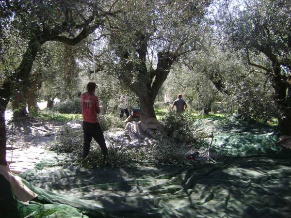 Εως 15 Νοεμβρίου οι αγροτικές επιδοτήσεις