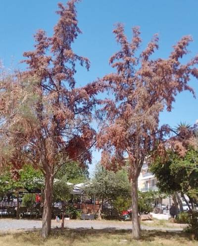 Ξεράθηκαν τα αρμυρίκια