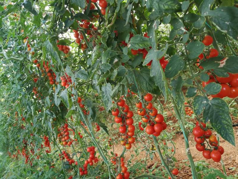 Το 11% γεωργικών και κτηνοτροφικών προϊόντων παράγεται στην Περιφέρεια Πελοποννήσου