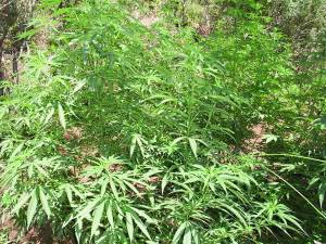 Χωραΐτης και Λάκωνας που ζει στο Νησί πιάστηκαν σε φυτεία με 142 χασισόδεντρα