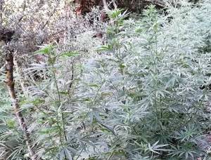 12 χρόνια για χασισοφυτεία στο Βλαχόπουλο