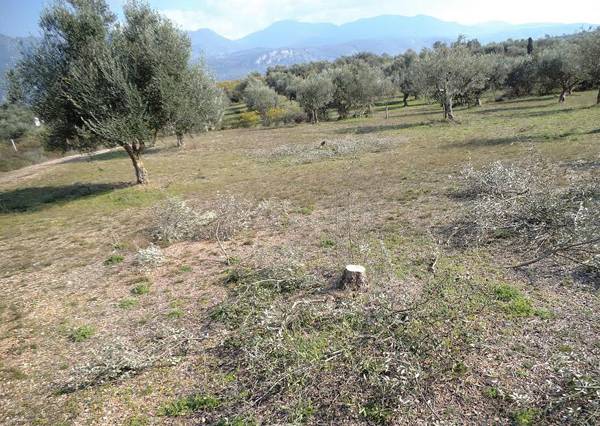 Δύσκολος ο εντοπισμός των παράνομων υλοτόμων που κόβουν ελιές για καυσόξυλα