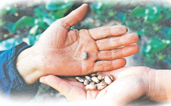 Γιορτή Σπόρων στις Κροκεές