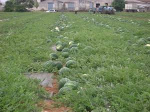 Ξεκίνησε η συγκομιδή του υπαίθριου καρπουζιού στην Τριφυλία