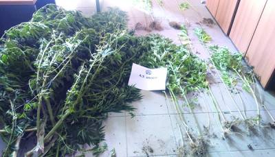 Χασισοφυτεία στα Μπαλοδημέικα