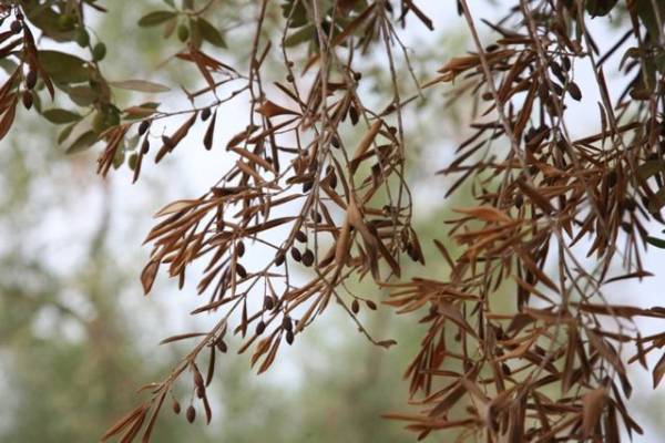 Εκδήλωση του ΣΥΜΕΠΟΠ για την Xylella