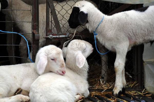 Ημερίδα του ΓΕΩΤΕΕ για κτηνοτροφία στο Μελιγαλα