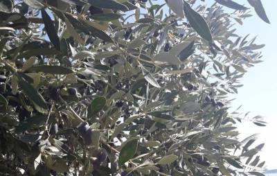 10 προτάσεις του ΓΕΩΤΕΕ για το δάκο