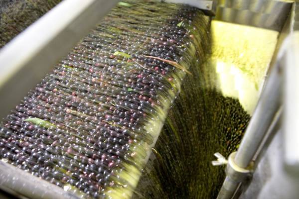 Εφαρμογή κοινής άλεσης ελαιοκάρπου