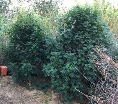 Σύλληψη 35χρονου για χασισόδενδρα και αρχαία στους Γαργαλιάνους (φωτο)