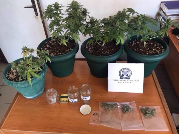 Χασίς skunk σε γλάστρες σε μπαλκόνι στην Καλαμάτα