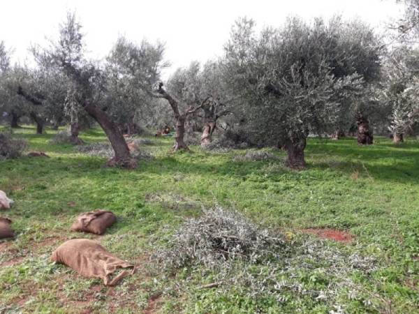 Θα κόβονται ελαιόδεντρα και θα φυτεύονται συκιές