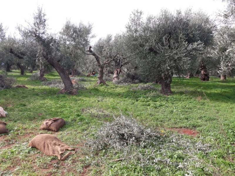 Θα κόβονται ελαιόδεντρα και θα φυτεύονται συκιές