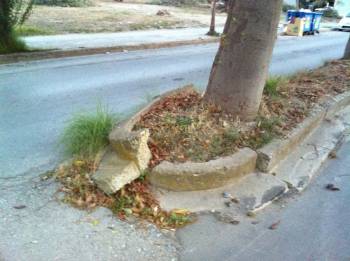 Ξηλώνει τα δέντρα για να… φυτέψει καινούργια