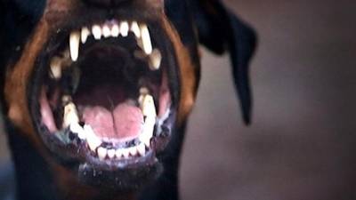 Πάτρα: Με τραύματα στο κεφάλι νοσηλεύεται 14χρονος που δέχθηκε επίθεση από σκύλο