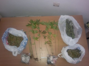 Συνελήφθη Καλαματιανός με 14 χασισόδεντρα