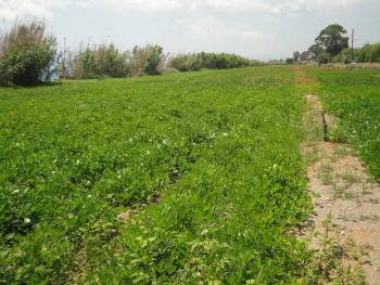 Παραγωγή φιστικιού: Η καλή τιμή πέρσι έφερε διπλάσια στρέμματα φέτος