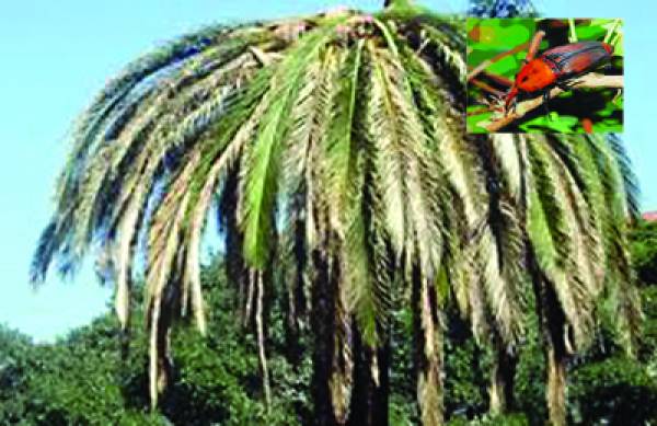 Ο δασολόγος Δημ. Βαλάσης: Πως θα νικήσουμε το κόκκινο σκαθάρι