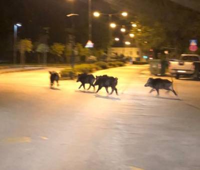 Καθημερινός εφιάλτης για οδηγούς και αγρότες τα αγριογούρουνα (βίντεο)