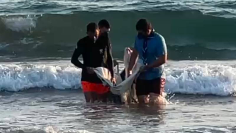 Μυτιλήνη: 4ήμερη μάχη για τη ζωή του μικρού Ορφέα, ενός νεαρού δελφινιού, από ομάδα επιστημόνων και εθελοντές