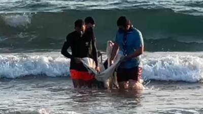 Μυτιλήνη: 4ήμερη μάχη για τη ζωή του μικρού Ορφέα, ενός νεαρού δελφινιού, από ομάδα επιστημόνων και εθελοντές