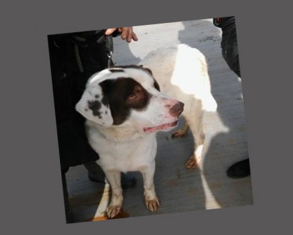 Υιοθεσία σκύλου από φιλόζωη Καλαματιανή