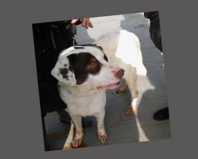 Υιοθεσία σκύλου από φιλόζωη Καλαματιανή