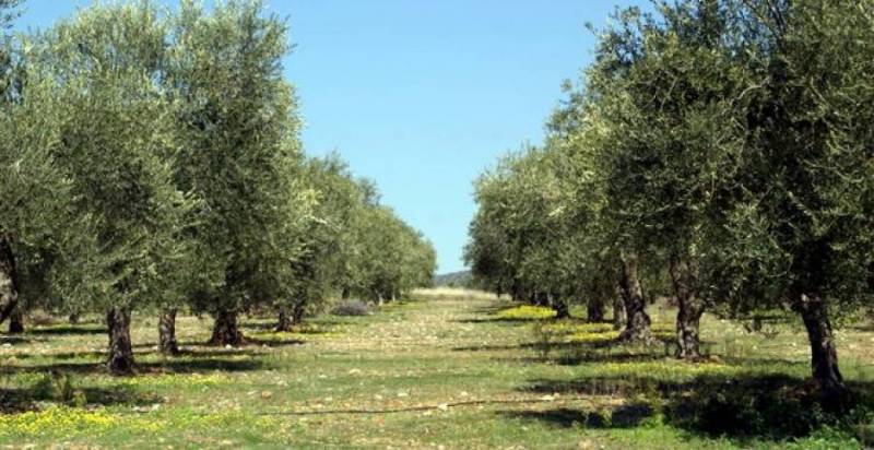 Η Ενωση Μεσσηνίας για δακοκτονία και φορολόγηση