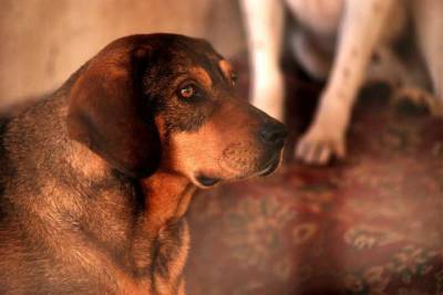 Φιλοζωική Ομάδα Δυτικής Μεσσηνίας: H πρόεδρος Ζωή Σπανού στην "Ε"