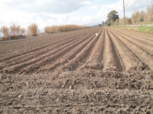 Πρώιμη πατάτα φυτεύουν σε Μεσσήνη και Μπουρνιά