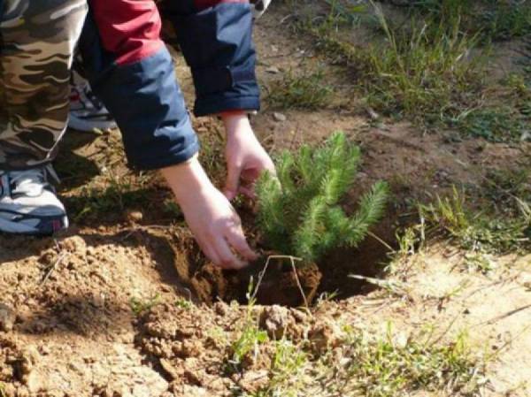 Κάλεσμα του Ορειβατικού για αναδάσωση στον Ταΰγετο