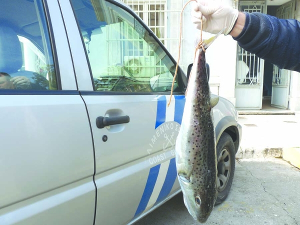 Θάφτηκε χθες ο λαγοκέφαλος