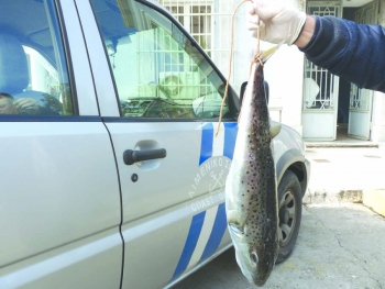 Θάφτηκε χθες ο λαγοκέφαλος