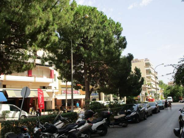 Τα πεύκα χρειάζονται φροντίδα