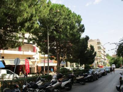 Τα πεύκα χρειάζονται φροντίδα