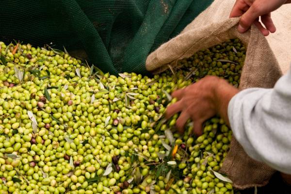 Φιλοξενούμενοι της Costa Navarino γνωρίζουν την ελαιοσυγκομιδή