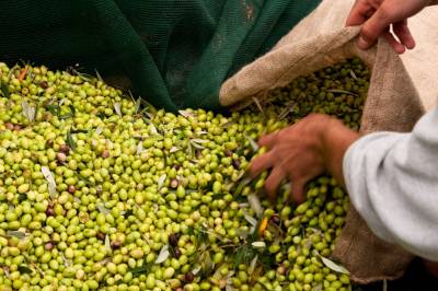 Φιλοξενούμενοι της Costa Navarino γνωρίζουν την ελαιοσυγκομιδή