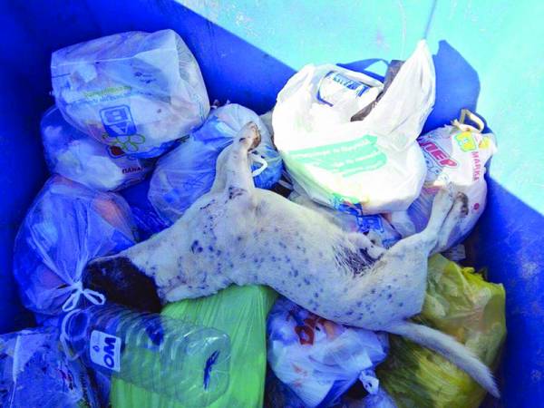 Δηλητηρίασαν 3 σκυλιά στους Γαργαλιάνους