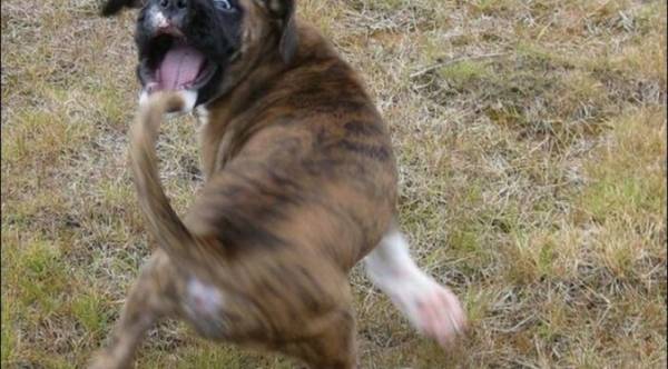 Επίθεση σκύλου χωρίς λουρί