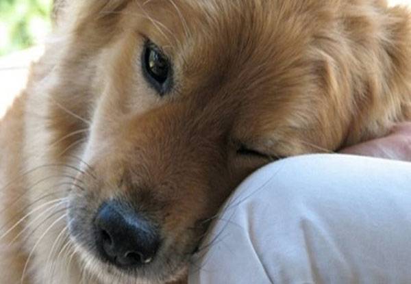 Δηλητηρίασαν σκυλιά στην Κυπαρισσία