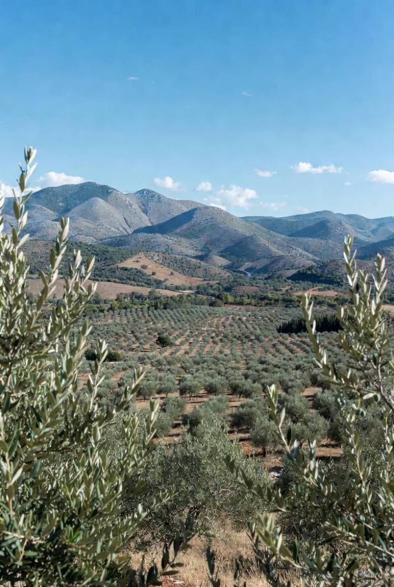 Οι ΜΟΑΗ και η άμυνα του ελληνικού ελαιολάδου