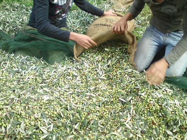 “Καφέ ΑγροΝέα” στη &quot;Μυλόπετρα&quot;