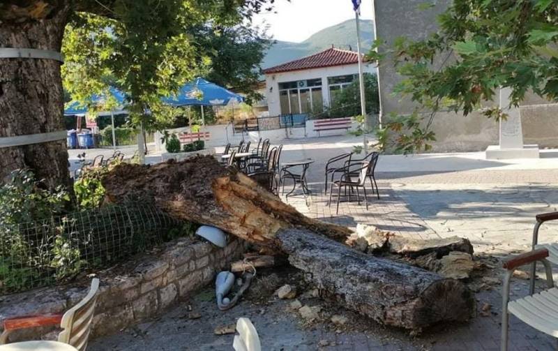 “Αναγέννηση Ανω Μεσσηνίας”: O Γιάννης Αδαμόπουλος για επικίνδυνο πλάτανο στο Κατσαρού