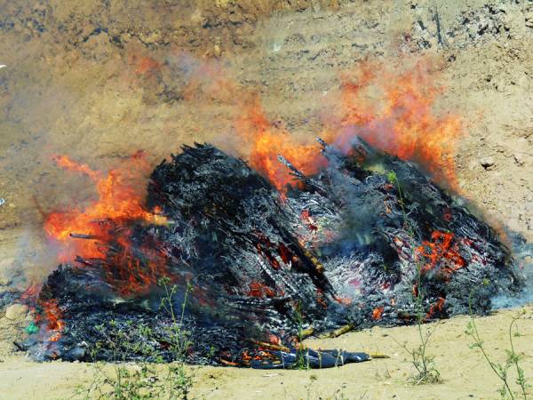 Εγιναν… ντουμάνι 2.814 χασισόδεντρα