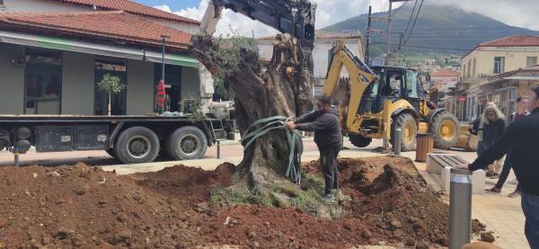 Υπεραιωνόβια ελιά μεταφυτεύτηκε στην Κυπαρισσία